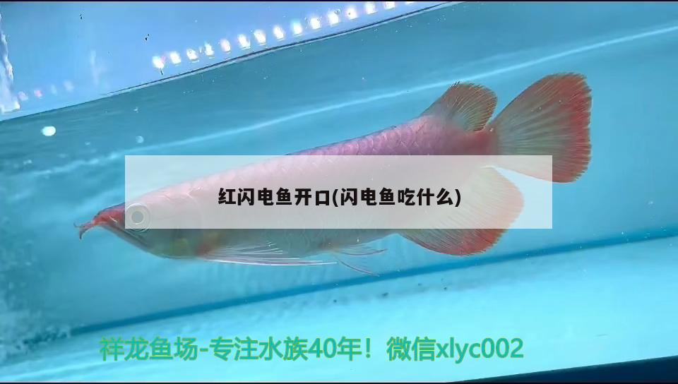 紅閃電魚開口(閃電魚吃什么)