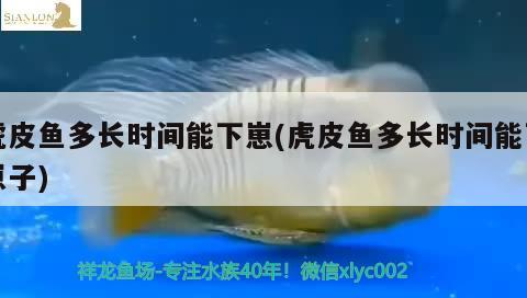 虎皮魚多長時間能下崽(虎皮魚多長時間能下崽子)