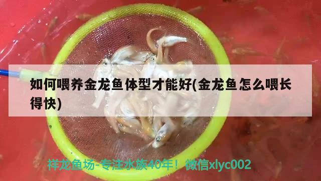 如何喂養(yǎng)金龍魚體型才能好(金龍魚怎么喂長(zhǎng)得快) 白子黑帝王魟魚