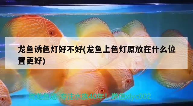 龍魚誘色燈好不好(龍魚上色燈原放在什么位置更好) 龍魚芯片掃碼器