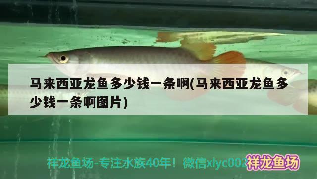 馬來西亞龍魚多少錢一條啊(馬來西亞龍魚多少錢一條啊圖片)