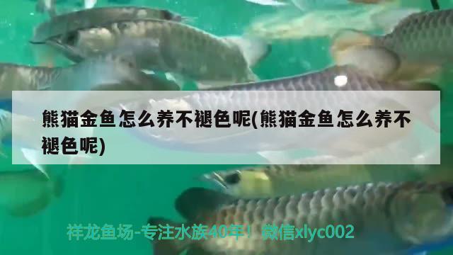 熊貓金魚怎么養(yǎng)不褪色呢(熊貓金魚怎么養(yǎng)不褪色呢) 觀賞魚