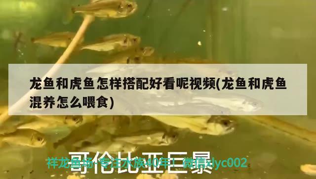 龍魚和虎魚怎樣搭配好看呢視頻(龍魚和虎魚混養(yǎng)怎么喂食) 虎魚百科