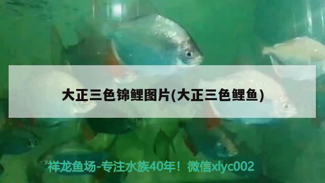 大正三色錦鯉圖片(大正三色鯉魚) 三色錦鯉魚