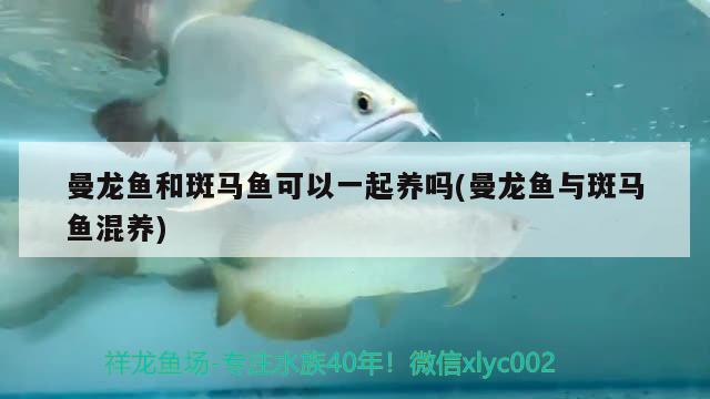 曼龍魚和斑馬魚可以一起養(yǎng)嗎(曼龍魚與斑馬魚混養(yǎng))