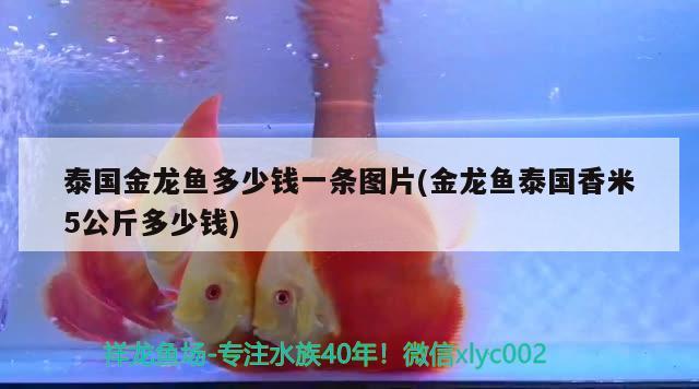 泰國金龍魚多少錢一條圖片(金龍魚泰國香米5公斤多少錢) 祥龍龍魚專用水族燈