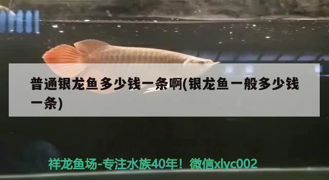 普通銀龍魚多少錢一條啊(銀龍魚一般多少錢一條) 銀龍魚