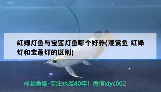 紅綠燈魚與寶蓮燈魚哪個(gè)好養(yǎng)(觀賞魚紅綠燈和寶蓮燈的區(qū)別) 觀賞魚