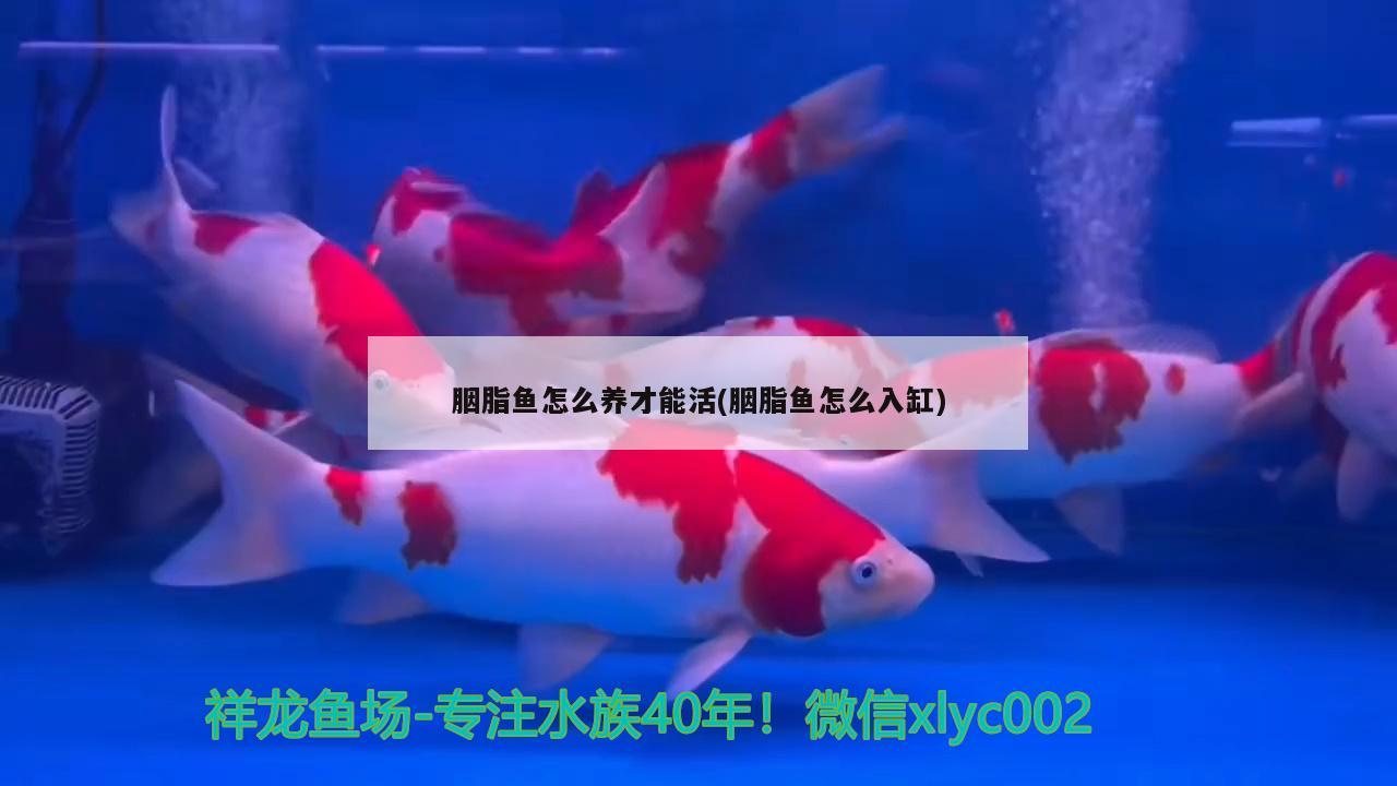 胭脂魚(yú)怎么養(yǎng)才能活(胭脂魚(yú)怎么入缸)