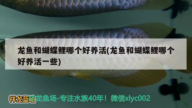 龍魚(yú)和蝴蝶鯉哪個(gè)好養(yǎng)活(龍魚(yú)和蝴蝶鯉哪個(gè)好養(yǎng)活一些) 蝴蝶鯉