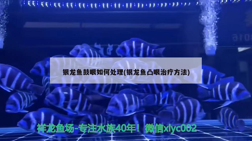 銀龍魚鼓眼如何處理(銀龍魚凸眼治療方法)