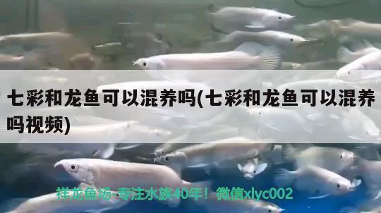 七彩和龍魚可以混養(yǎng)嗎(七彩和龍魚可以混養(yǎng)嗎視頻) 養(yǎng)魚知識(shí)