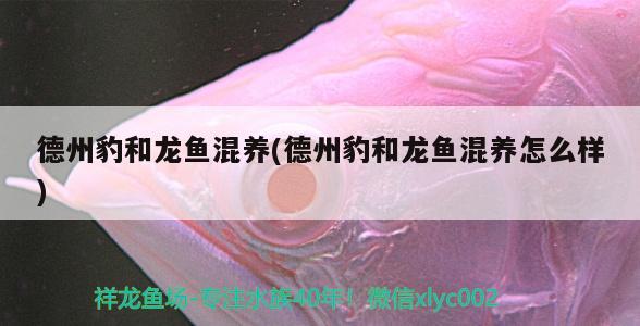 德州豹和龍魚混養(yǎng)(德州豹和龍魚混養(yǎng)怎么樣) 觀賞魚