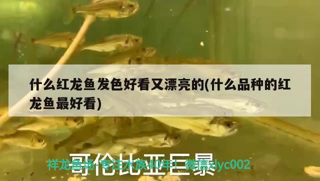 什么紅龍魚發(fā)色好看又漂亮的(什么品種的紅龍魚最好看)