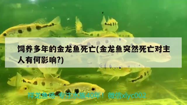 飼養(yǎng)多年的金龍魚死亡(金龍魚突然死亡對主人有何影響?)