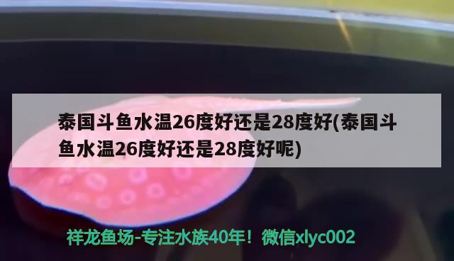 泰國斗魚水溫26度好還是28度好(泰國斗魚水溫26度好還是28度好呢)