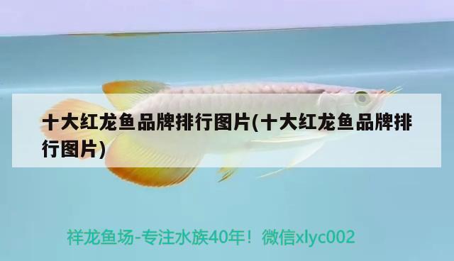 十大紅龍魚品牌排行圖片(十大紅龍魚品牌排行圖片) 眼斑魚