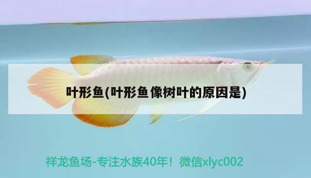 葉形魚(葉形魚像樹葉的原因是) 觀賞魚