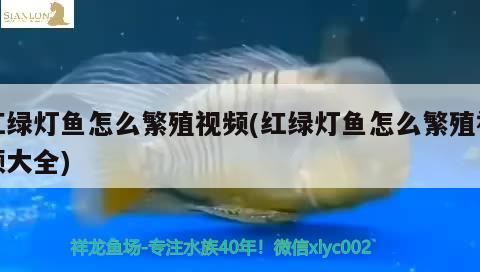 紅綠燈魚怎么繁殖視頻(紅綠燈魚怎么繁殖視頻大全)