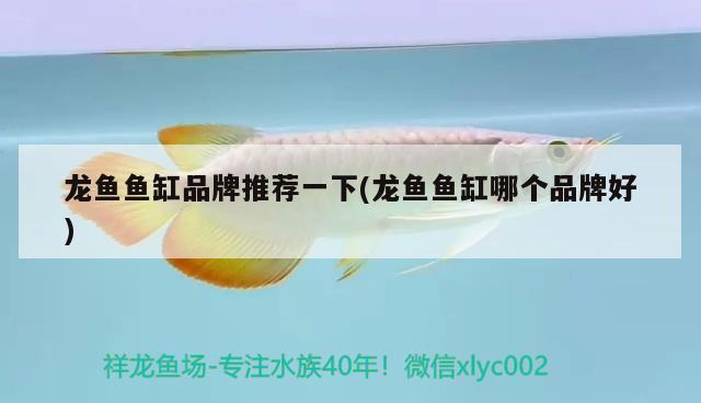 龍魚(yú)魚(yú)缸品牌推薦一下(龍魚(yú)魚(yú)缸哪個(gè)品牌好)