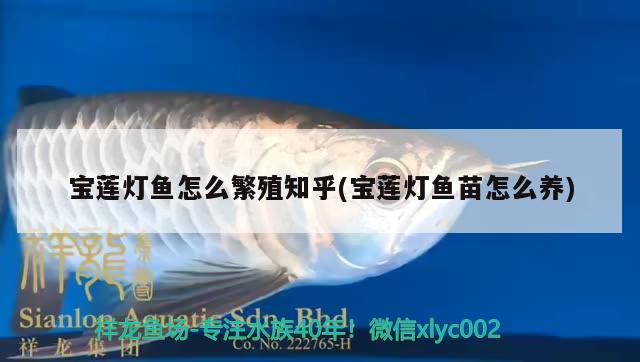 寶蓮燈魚怎么繁殖知乎(寶蓮燈魚苗怎么養(yǎng)) 觀賞魚