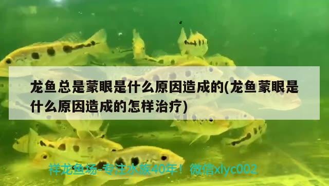 龍魚總是蒙眼是什么原因造成的(龍魚蒙眼是什么原因造成的怎樣治療)