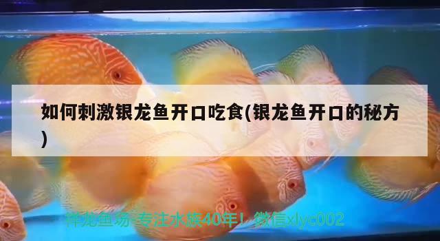 如何刺激銀龍魚開口吃食(銀龍魚開口的秘方)