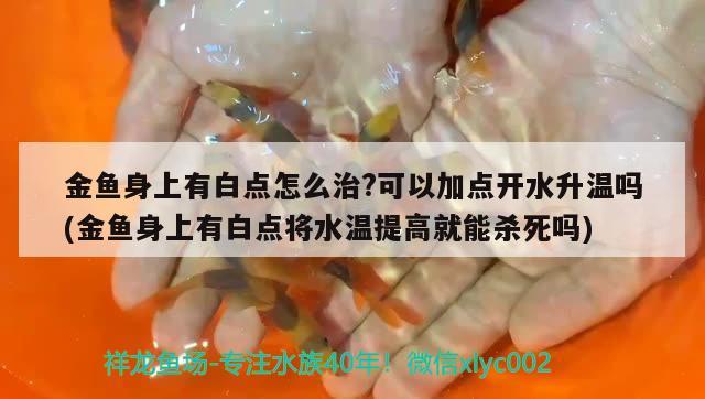 金魚(yú)身上有白點(diǎn)怎么治?可以加點(diǎn)開(kāi)水升溫嗎(金魚(yú)身上有白點(diǎn)將水溫提高就能殺死嗎)