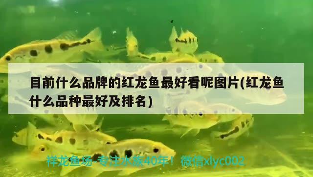 目前什么品牌的紅龍魚最好看呢圖片(紅龍魚什么品種最好及排名)