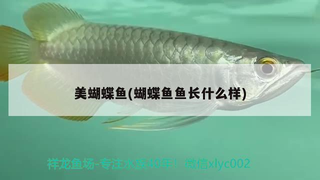 美蝴蝶魚(yú)(蝴蝶魚(yú)魚(yú)長(zhǎng)什么樣) 蝴蝶鯉