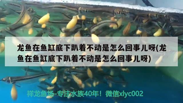 龍魚在魚缸底下趴著不動是怎么回事兒呀(龍魚在魚缸底下趴著不動是怎么回事兒呀) iwish愛唯希品牌魚缸