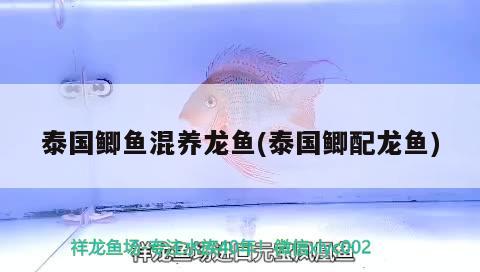 泰國(guó)鯽魚(yú)混養(yǎng)龍魚(yú)(泰國(guó)鯽配龍魚(yú)) 森森魚(yú)缸