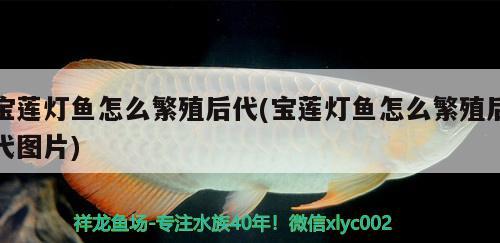 寶蓮燈魚怎么繁殖后代(寶蓮燈魚怎么繁殖后代圖片) 觀賞魚