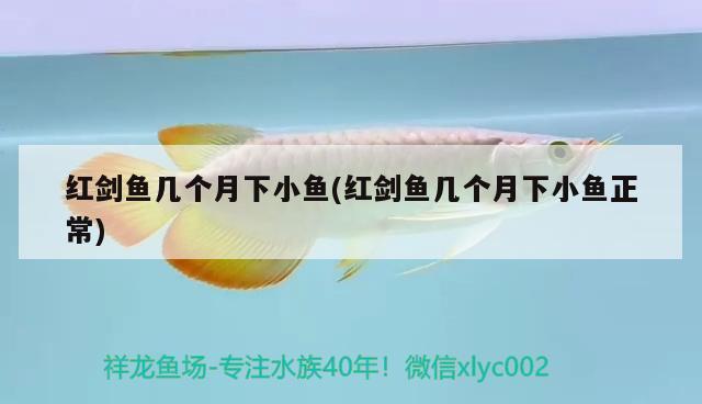 紅劍魚幾個月下小魚(紅劍魚幾個月下小魚正常) 觀賞魚