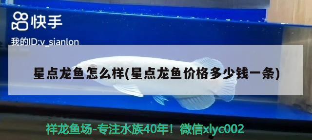 星點龍魚怎么樣(星點龍魚價格多少錢一條)