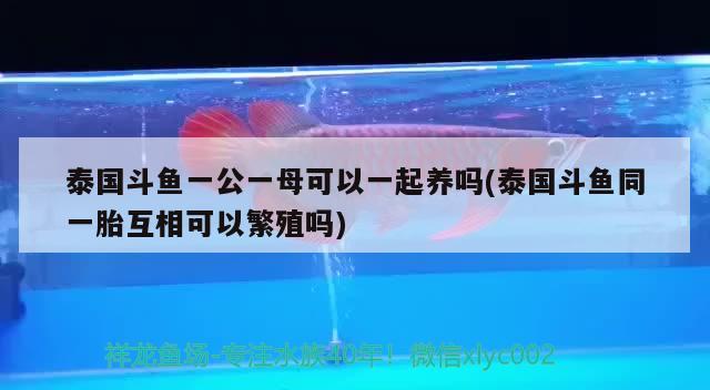 泰國(guó)斗魚(yú)一公一母可以一起養(yǎng)嗎(泰國(guó)斗魚(yú)同一胎互相可以繁殖嗎)