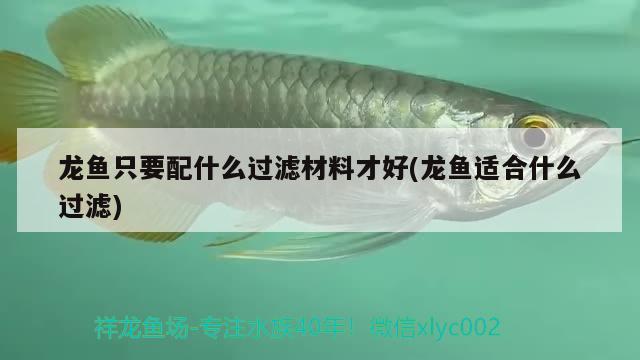 龍魚只要配什么過濾材料才好(龍魚適合什么過濾) 飛鳳魚