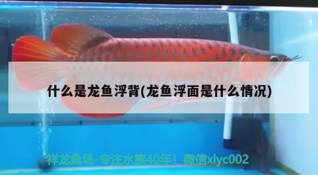 什么是龍魚浮背(龍魚浮面是什么情況) 申古三間魚