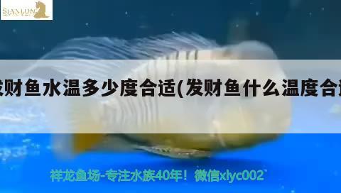 發(fā)財(cái)魚水溫多少度合適(發(fā)財(cái)魚什么溫度合適)