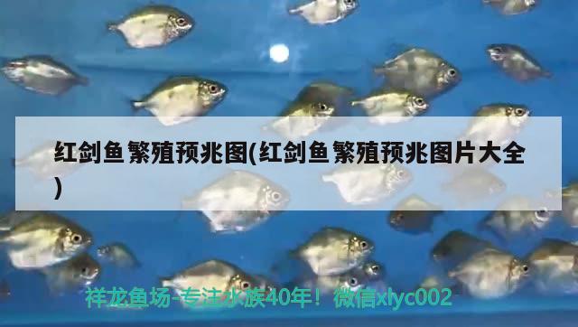 紅劍魚繁殖預(yù)兆圖(紅劍魚繁殖預(yù)兆圖片大全)