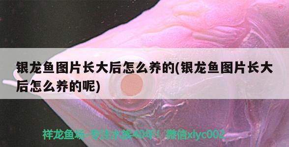 銀龍魚圖片長(zhǎng)大后怎么養(yǎng)的(銀龍魚圖片長(zhǎng)大后怎么養(yǎng)的呢)