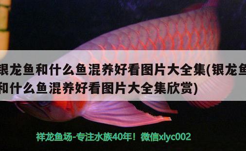 銀龍魚和什么魚混養(yǎng)好看圖片大全集(銀龍魚和什么魚混養(yǎng)好看圖片大全集欣賞) 銀龍魚