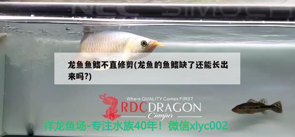 龍魚魚鰭不直修剪(龍魚的魚鰭缺了還能長出來嗎?)