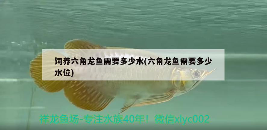 飼養(yǎng)六角龍魚(yú)需要多少水(六角龍魚(yú)需要多少水位)