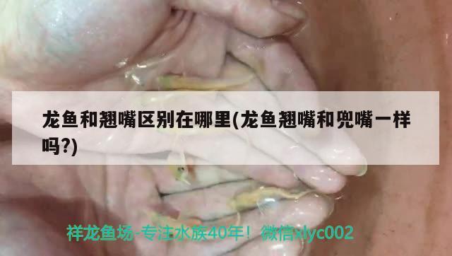 龍魚和翹嘴區(qū)別在哪里(龍魚翹嘴和兜嘴一樣嗎?) 龍鳳鯉魚