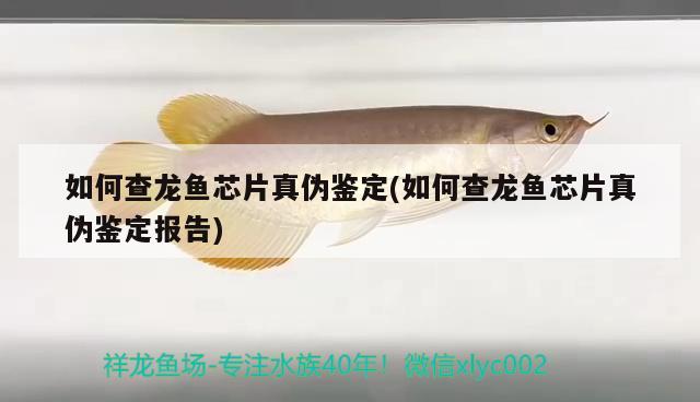 如何查龍魚芯片真?zhèn)舞b定(如何查龍魚芯片真?zhèn)舞b定報告)