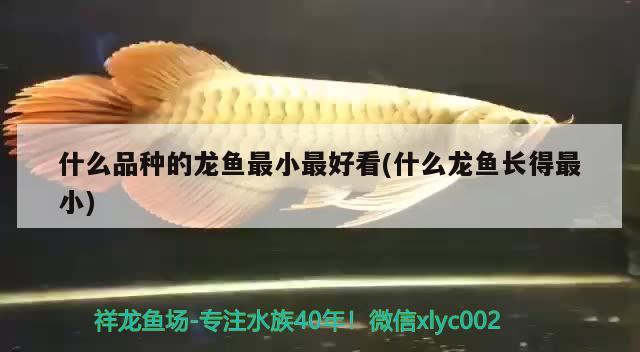 什么品種的龍魚最小最好看(什么龍魚長得最小)