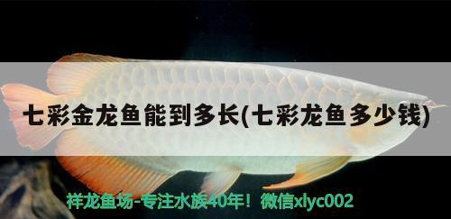 七彩金龍魚能到多長(七彩龍魚多少錢)