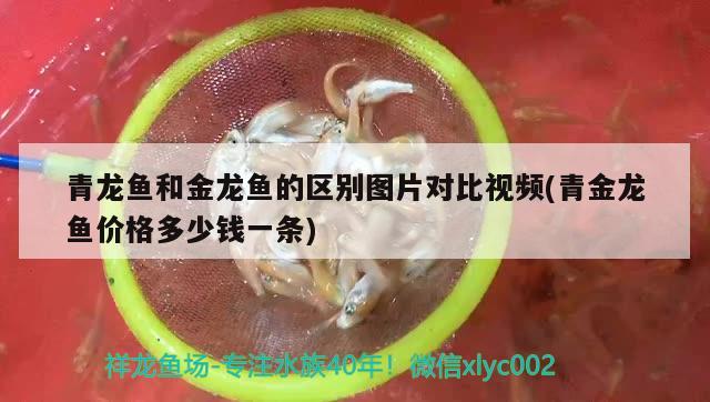 青龍魚和金龍魚的區(qū)別圖片對比視頻(青金龍魚價格多少錢一條) 青龍魚