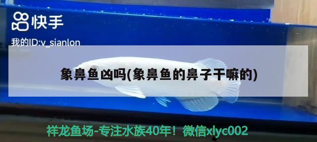 象鼻魚(yú)兇嗎(象鼻魚(yú)的鼻子干嘛的) 觀賞魚(yú)